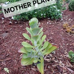 Come Get Your Baby Flapjack