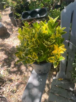Bush plant