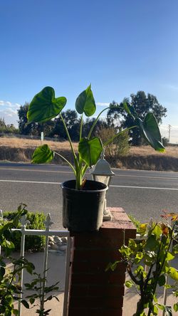 Diferente, planta de sombra