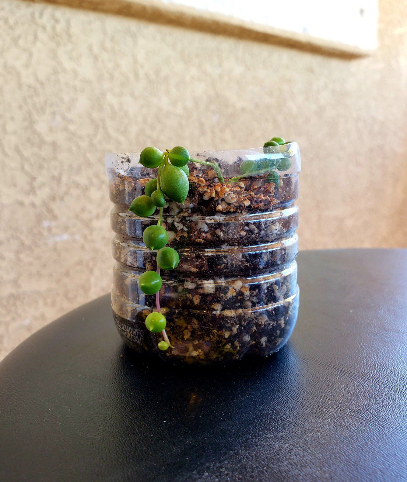 String Of Pearls Live Rooted Succulent