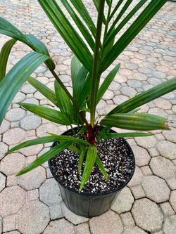 Lipstick Palm, Red sealing wax palm, Cyrtostachys renda
