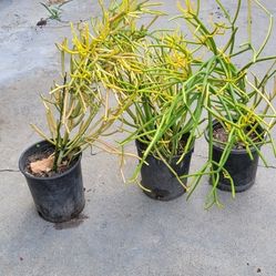 Stick Plants Orange Color Over 2ft Tall $8 Each