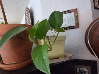 Beautiful pothos plant
