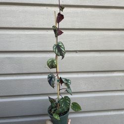 4” Cissus Discolor 