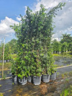 podocarpus About  8  feet tall Instant Privacy Hedge For Fence Green Full