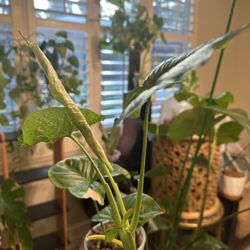 Pink Confetti Syngonium