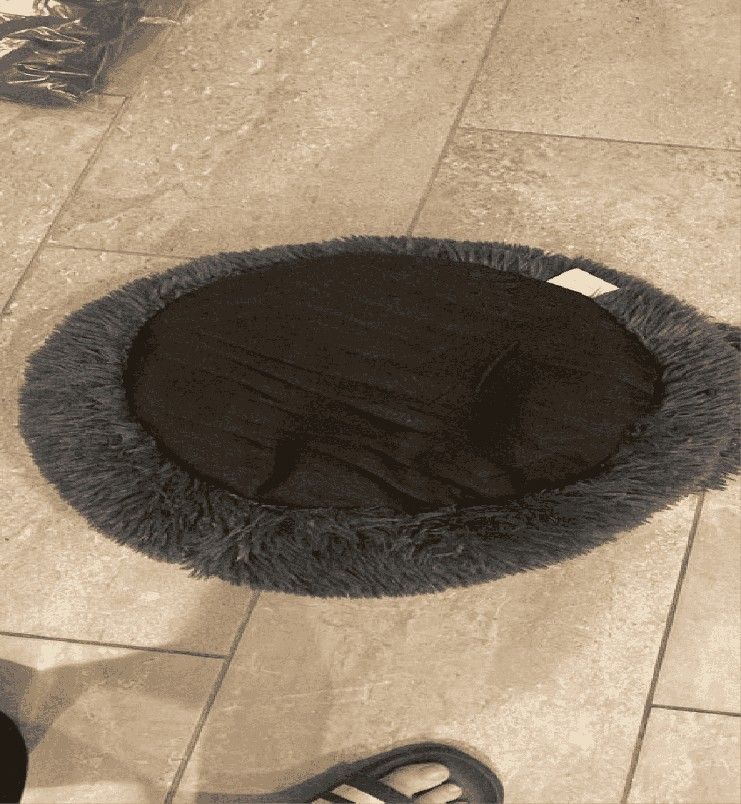 sea matter Soft & Comfy Animal Bed – Ultimate Rest for Your Pet