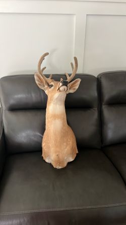 Whitetail Deer head velvet
