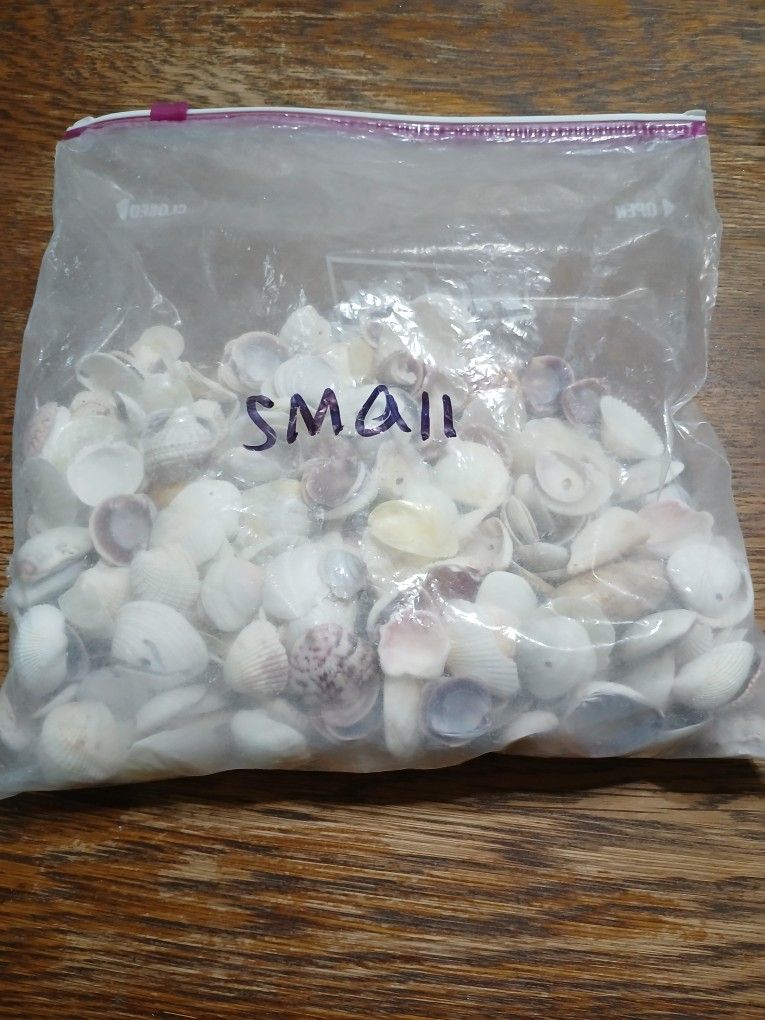 Assorted Bag Of Sea Shells Small
