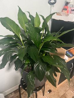 Peace Lily plant