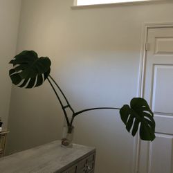 Monstera Plant 