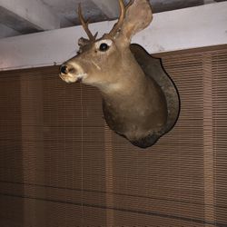 Deer Head 6 Point 