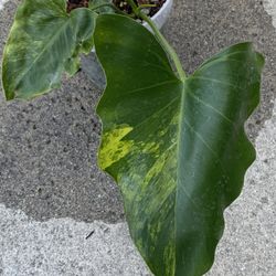 Philodendron Williamsi Variegated 2 Sprouted Mid Cut Rooted