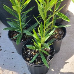 Oleander Plants 1gallon 1.5 Ft Tall