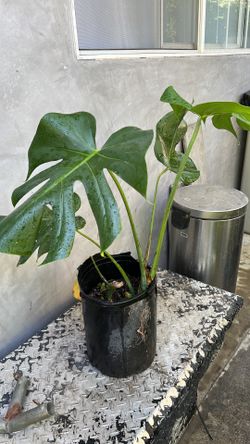 Monstera