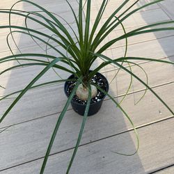 Pony Tail Palm, live plant comes in a 6" nursery pot. ☑️ profile for more 🪴