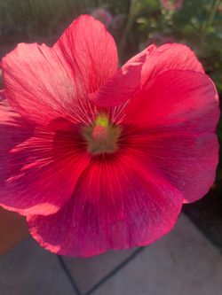 Flower and Floral Garden Plants