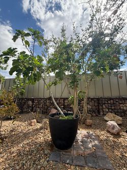 Fig tree - 6ft - 25-30 gallon