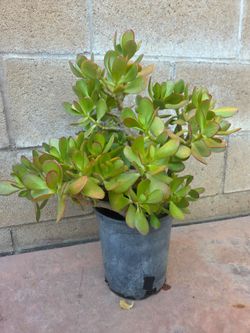 Suculent jade