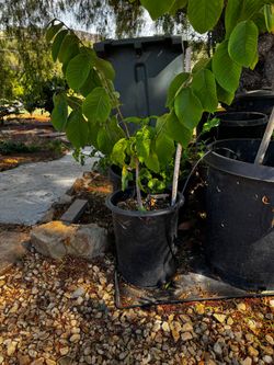 TRADE--Cherimoya for fig tree