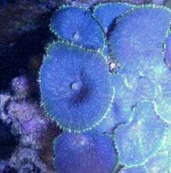 Purple green flame tip mushroom coral