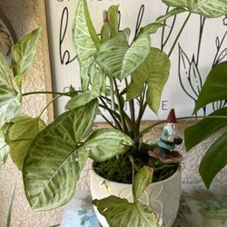 Bonita Planta Natural A Buen Presio A $20