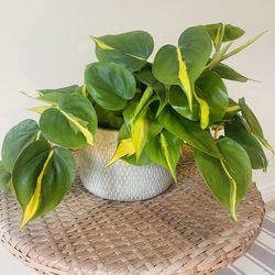 Philodendron Brasil Plants