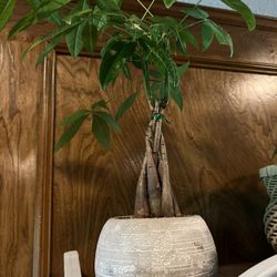 Money Tree Plant