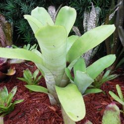 Aechmea Fasciata x Nudicaulis Bromeliad one tropical plant 
