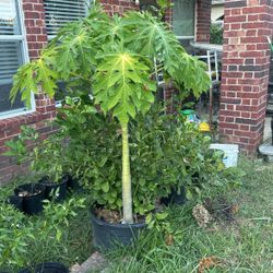 Exotic Fruit Trees And Seedlings: Guava, Papaya, Mango, Jujubi (chinese Dates)