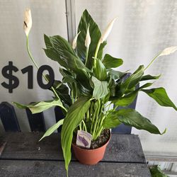 Peace Lily Plant