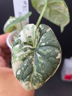 Alocasia Melo Albo