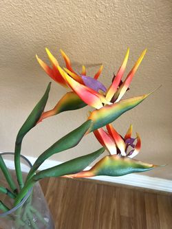 Bird Of Paradise