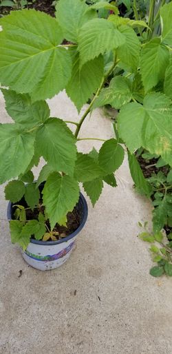 Organc Red raspberry plant