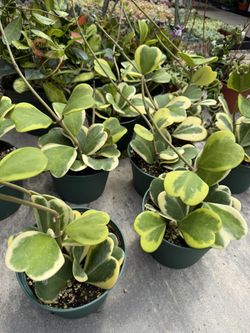 Hoya Variegated Kerri 