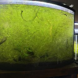 Guppy Grass (No Snails)