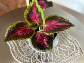 Live Coleus Plant in Small Pot