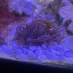 Fake Anthelia Coral Frag
