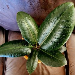 Ficus Burgundy Or Rubber Tree Plant