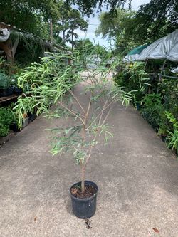 Tamarind tree / Árbol de tamarindo