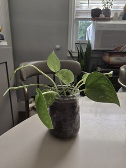 Silver Satin Pothos