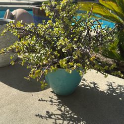 Outdoor Plant With Glass Pot