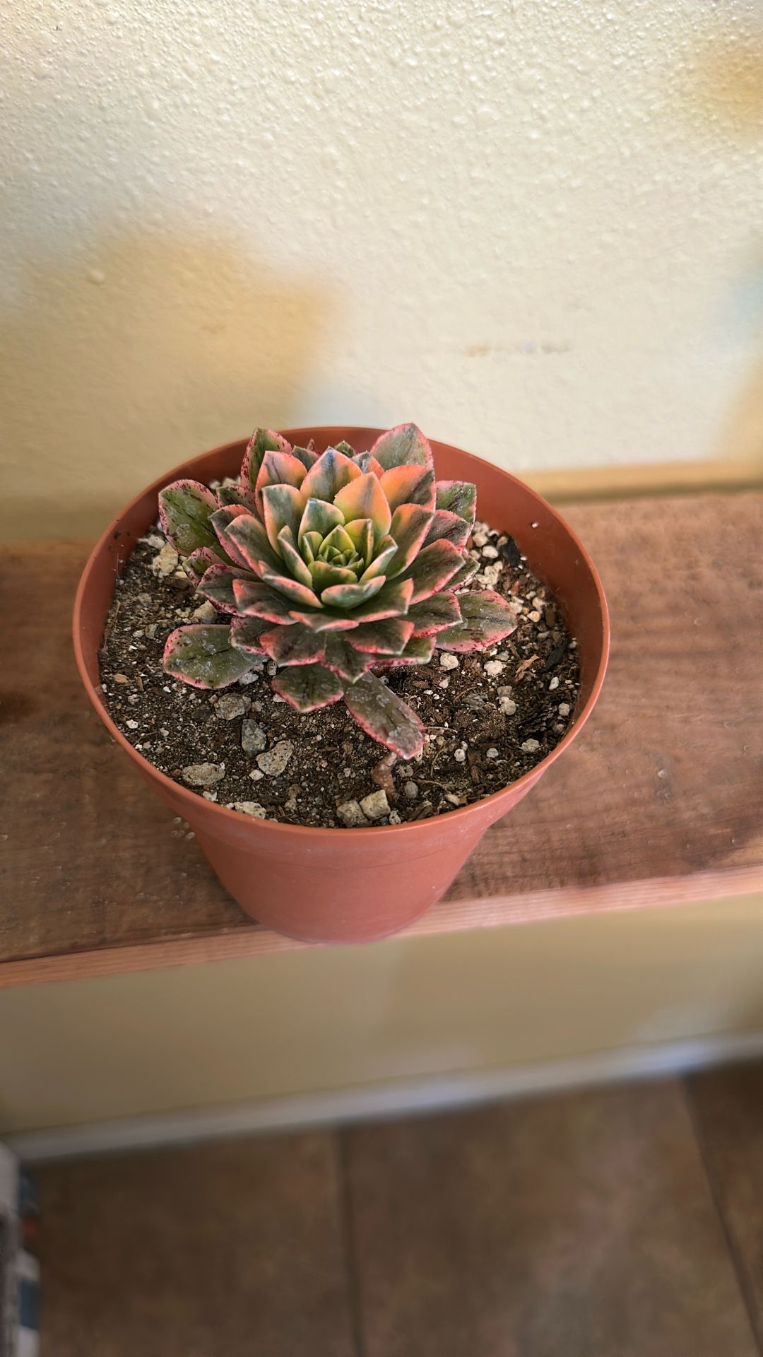Succulent Sweet Tea