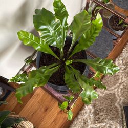 Real Birds Nest Fern 