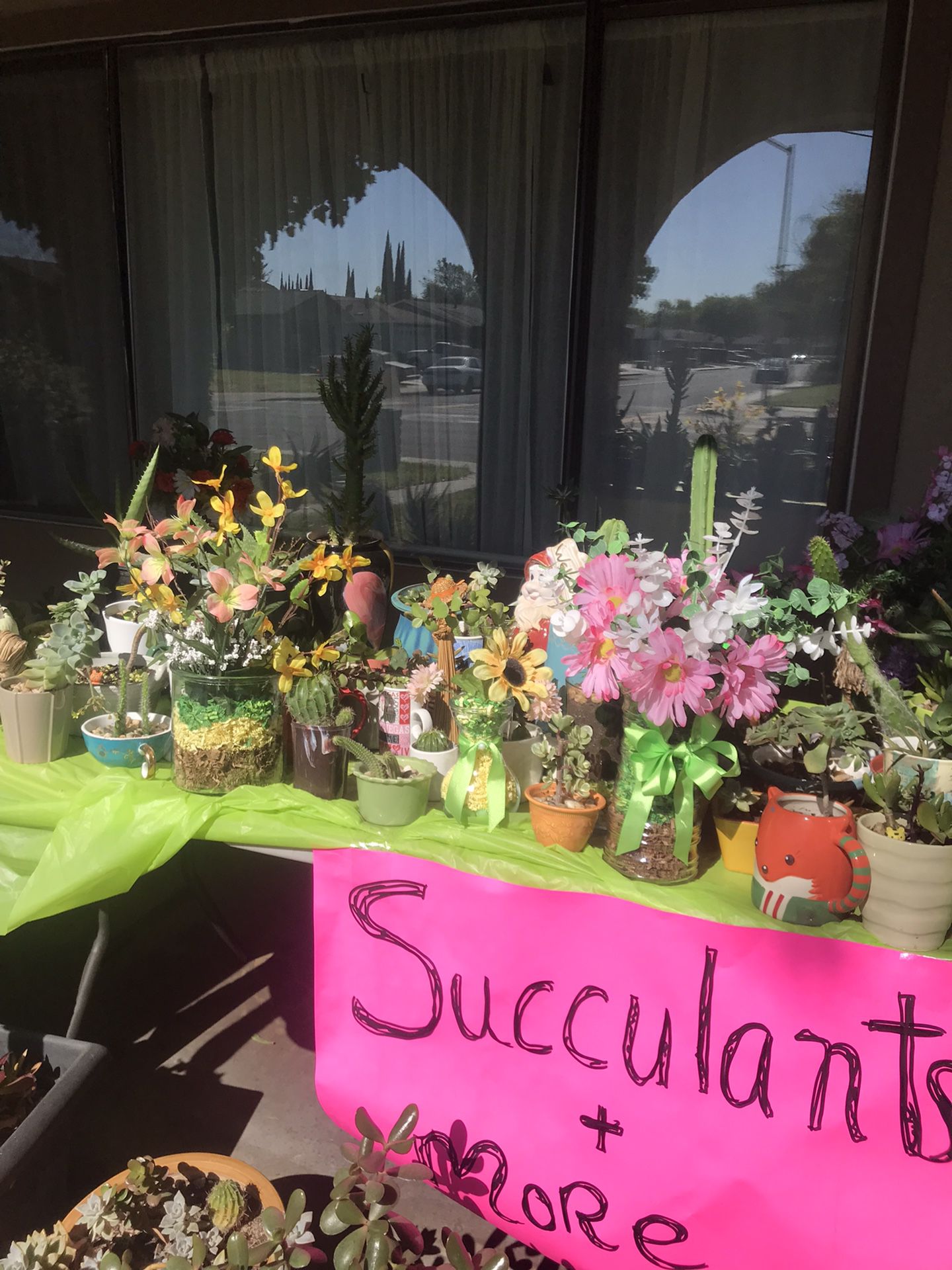 succulents and more