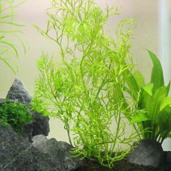 Live aquarium plants