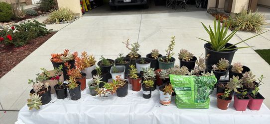 Plant Sale
