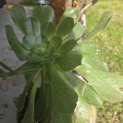 Succulent 