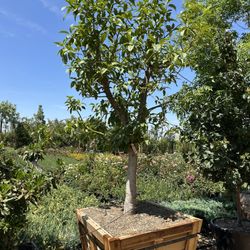 Mexicola Avocado Tree 36” Box , Cold Hardy 