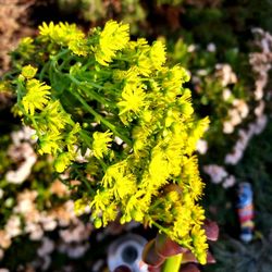 PLANT AND SUCCULENT SALE THIS SUNDAY FROM 1PM TO 4PM IN SAN LORENZO